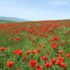 gallery6-20.jpg